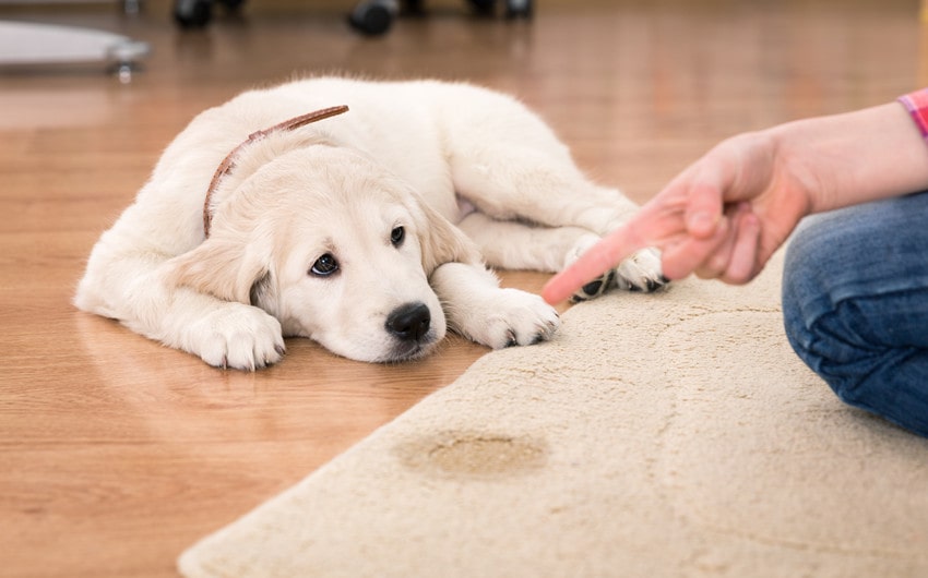 how to keep dog from peeing on rug