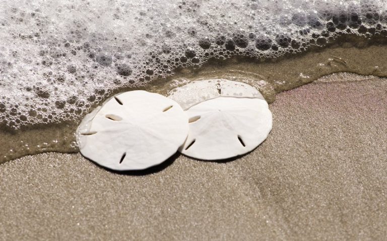 The Story of the Sand Dollar: Mysteries and Legends